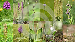 Selection of British orchids with text