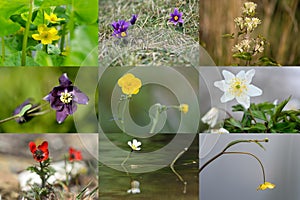 Selection of British plants in the buttercup family