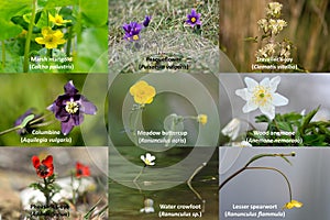Selection of British plants in the buttercup family with text