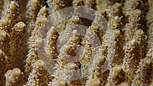 Selection of diverse marine coral specimens underwater