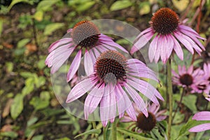 Selection of echinacea or conehead flowers