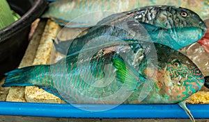 Selection of green fishes at Endeqal Seafood, Balabag, Boracay, Philippines