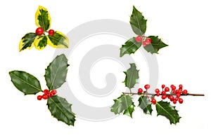 Selection of holly