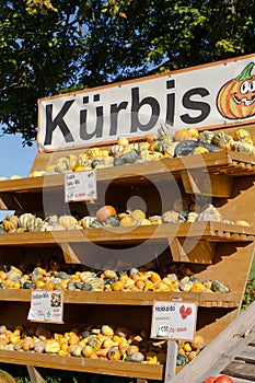 Selection of ornamental pumkins