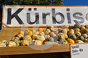 Selection of ornamental pumkins