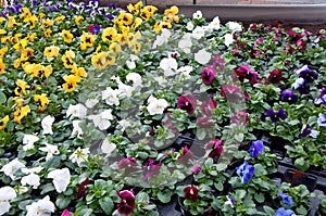 Selection of pansies for sale