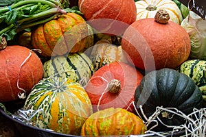 Selection of Pumpkins, Squash and Gourds in London`s Borough Market