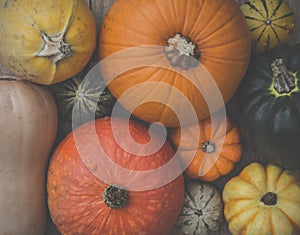 A Selection of Pumpkins, Winter Squash and Gourds