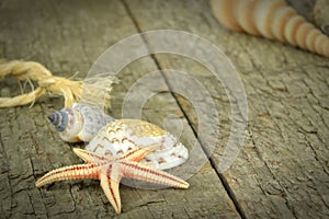 A selection of seashells
