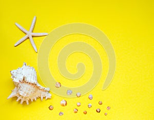 Selection of seashells and starfish arranged on yellow background. Top View.