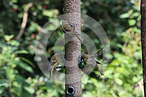 A selection of songbirds landing on a feeder in the forest