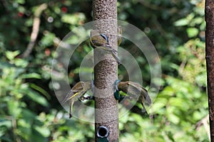 A selection of songbirds landing on a feeder in the forest