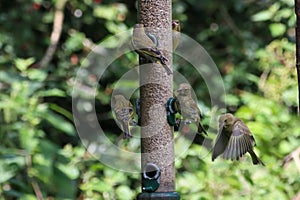 A selection of songbirds landing on a feeder in the forest