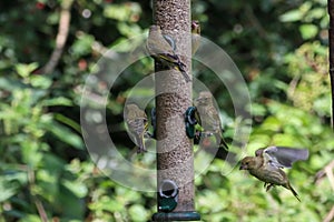 A selection of songbirds landing on a feeder in the forest