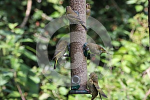 A selection of songbirds landing on a feeder in the forest