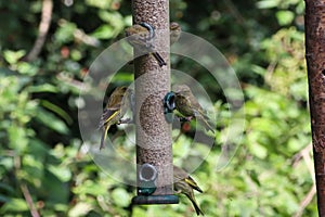 A selection of songbirds landing on a feeder in the forest