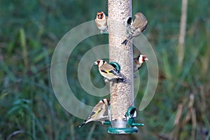 A selection of songbirds using and eating from a feeder at a reserve