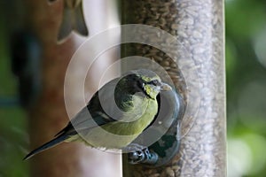 A selection of songbirds using a feeder at a nature reserve