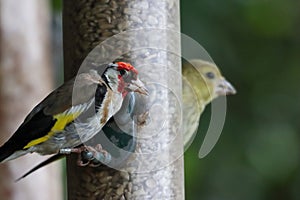 A selection of songbirds using a feeder at a nature reserve