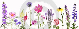 Selection of various colorful garden flowers, isolated photo