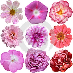 Selection of Various Flowers Isolated