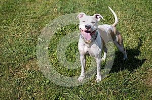 Selective of an adorable male pitbull smiling in the field