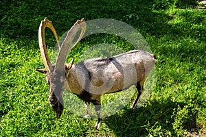 Selective of a Bezoar ibex (Capra aegagrus aegagrus) in greenery