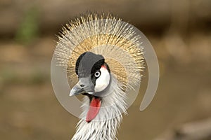 Selective of a black-crowned crane (Balearica pavonina)