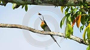 Selective of a Blue-tailed bee-eater (Merops philippinus) trying to catch a fly perched on a branch