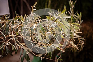 Selective blur on the branches and leaves of olive trees in the outdoor, standing at dusk in nature. Olive tree, or Olea Europaea