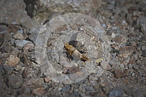 Selective blur on a closeup of a blue winged grasshopper, camouflaging in grey in front of rocks in Romania. Called oedipoda