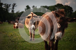 Selective blur on a donkey, with a determine flance, looking at a camera in a flock and herd, in Zasavica, Serbia. Equus Asinus,