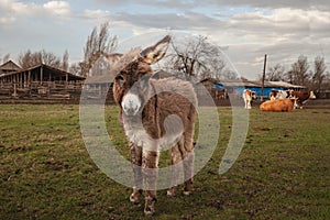 Selective blur on a foal, a young donkey, looking at a camera, in Zasavica, Serbia. Equus Asinus, or domestic donkey, is a cattle