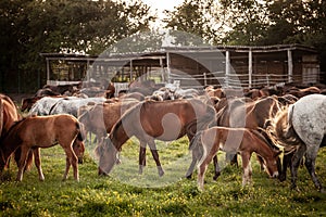 Selective blur on a group, a herd of horses, brown & white at sunset, in Zasavica, Serbia, eating and grazing horse in a