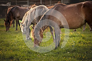 Selective blur on a group, a herd of horses, brown & white at sunset, in Zasavica, Serbia, eating and grazing horse in a