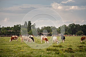 Selective blur on a herd of cows, including some Holstein frisian cow, with its typical brown and white fur in a grassland pasture