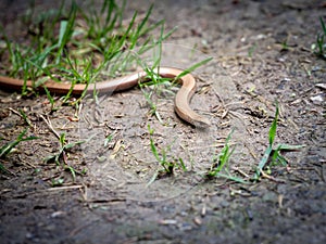 Selective blur on a macro shot of an anguis fragilis, mor commonly called as a slow worn, or blindworm, legless lizard from Europe