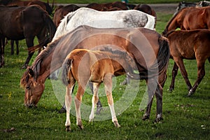 Selective blur on a newborn foal sucking a mare, mother, in a herd of horses, brown & white at sunset in Zasavica, Serbia in a