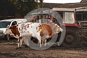 Selective blur on a portrait of two Holstein frisian cows, with typical brown and white fur standing by tractors and agricultural