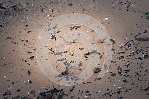 Selective blur on purple jellyfish dying on the sand of a beach of the baltic sea in Jurmala, Latvia, of the aurelia aurita family