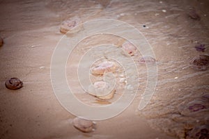 Selective blur on purple jellyfish dying on the sand of a beach of the baltic sea in Jurmala, Latvia, of the aurelia aurita family