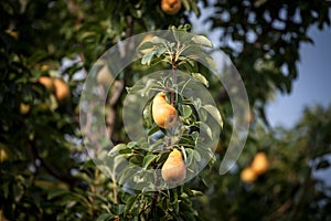 Selective blur on a ripe european common pear on a pear tree, in a fruit farm, ready to be harvested in autumn.