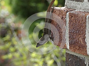 Selective of a brown anole (Anolis sagrei) on a stone