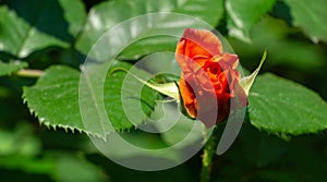 Selective close-up focus of beautiful open light rose Westerland. Selective focus. Lyric motif for design. Flower rose photo