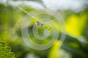 Selective close-up of a spider (Araneae) walking on its own web in late summer