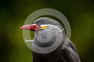 Selective closeup focus of an Inca tern (Larosterna Inca) with white mustaches and a red beak
