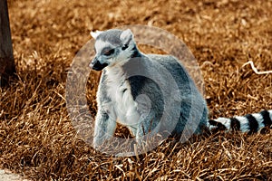 Selective closeup focus of a lemur (Lemuroidea) on dry grass in a park photo