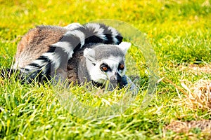 Selective closeup focus of a lemur (Lemuroidea) lying on green grass photo