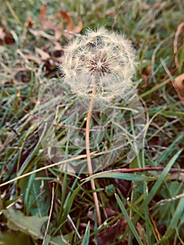 Selective closeup focused shot of a dandelion in the field of grass