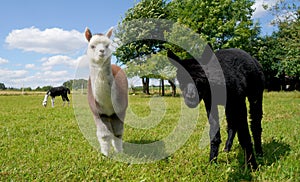 Selective closeup of furry lamas in the field